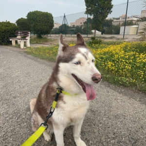 Husky / Female / 8 Years old - Zue For Pet Supplies Co.