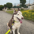 Husky / Female / 8 Years old - Zue For Pet Supplies Co.