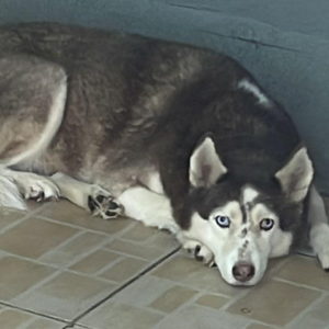 Husky / Female / 8 Years old - Zue For Pet Supplies Co.