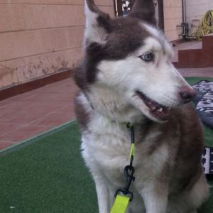 Husky / Female / 8 Years old - Zue For Pet Supplies Co.