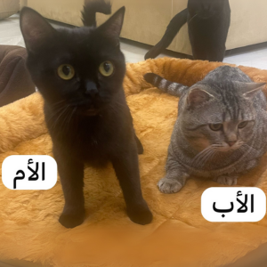 Kittens and Parents - Zue For Pet Supplies Co.