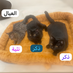 Kittens and Parents - Zue For Pet Supplies Co.