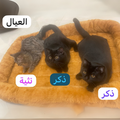 Kittens and Parents - Zue For Pet Supplies Co.