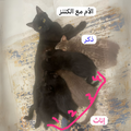 Kittens and Parents - Zue For Pet Supplies Co.
