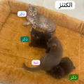 Kittens and Parents - Zue For Pet Supplies Co.