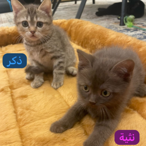 Kittens and Parents - Zue For Pet Supplies Co.