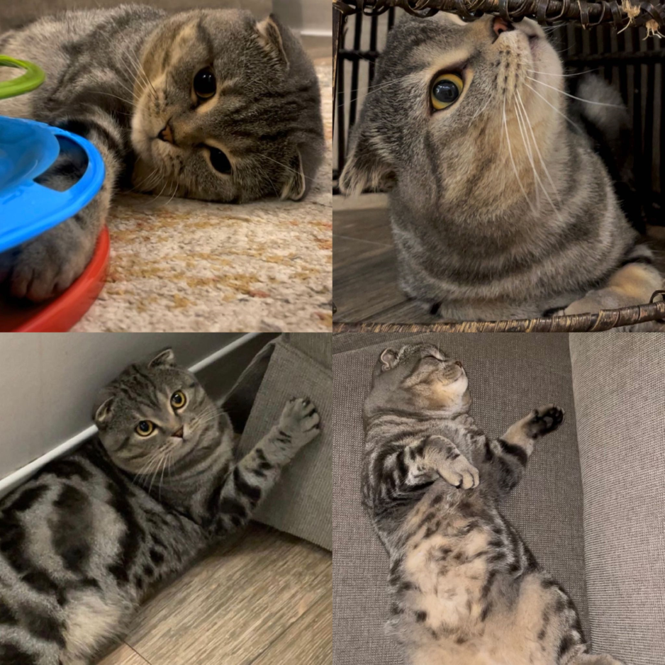 Leo / Scottish Fold / Male - Zue For Pet Supplies Co.