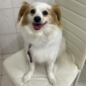 Lily / Female - Zue For Pet Supplies Co.