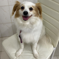 Lily / Female - Zue For Pet Supplies Co.