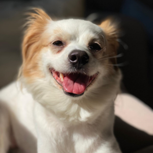 Lily / Female - Zue For Pet Supplies Co.