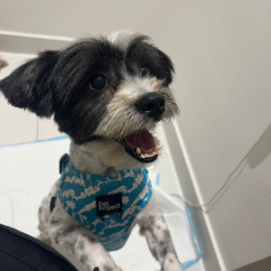 Maltese / Male / 2 - Zue For Pet Supplies Co.
