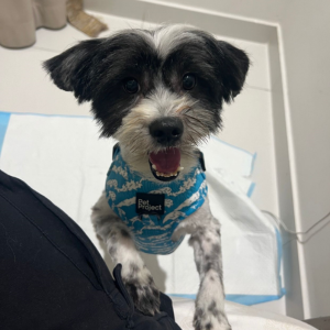 Maltese / Male / 2 - Zue For Pet Supplies Co.