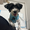 Maltese / Male / 2 - Zue For Pet Supplies Co.