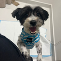 Maltese / Male / 2 - Zue For Pet Supplies Co.