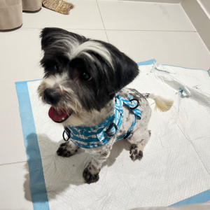 Maltese / Male / 2 - Zue For Pet Supplies Co.