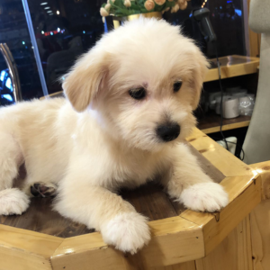 Maltese / Male - Zue For Pet Supplies Co.