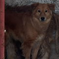 Max / Leo - Zue For Pet Supplies Co.