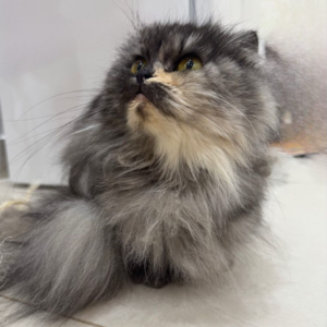 Persian - Zue For Pet Supplies Co.