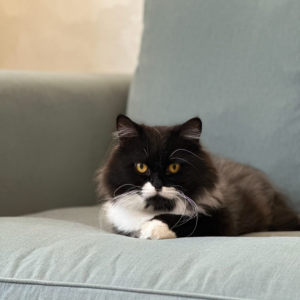 Persian Cat - Zue For Pet Supplies Co.