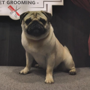 Pug - Zue For Pet Supplies Co.