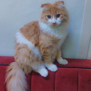 Scotch - Zue For Pet Supplies Co.
