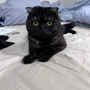Scottish Fold / Female - Zue For Pet Supplies Co.