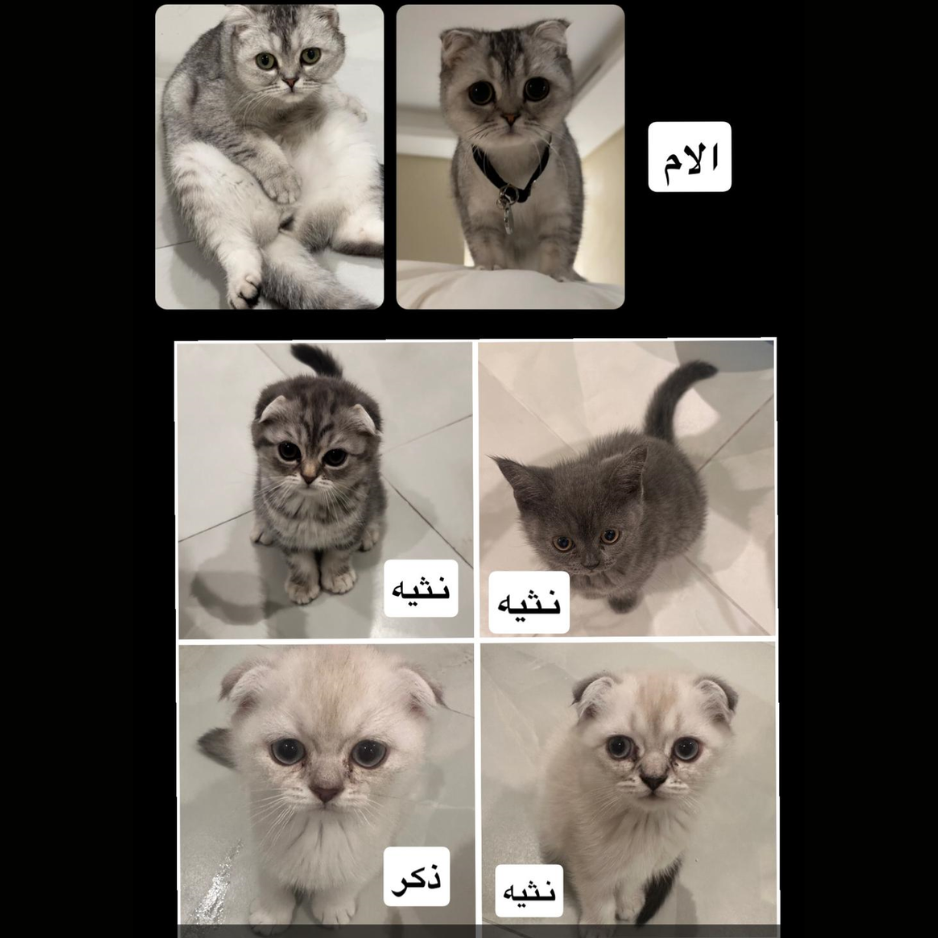 Scottish Fold Mother & Kittens - Zue For Pet Supplies Co.