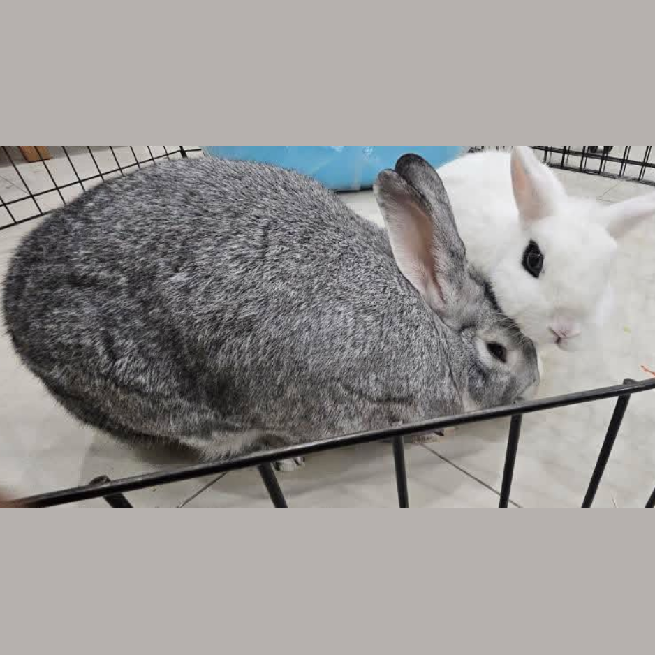 Wispy & Aya - Zue For Pet Supplies Co.
