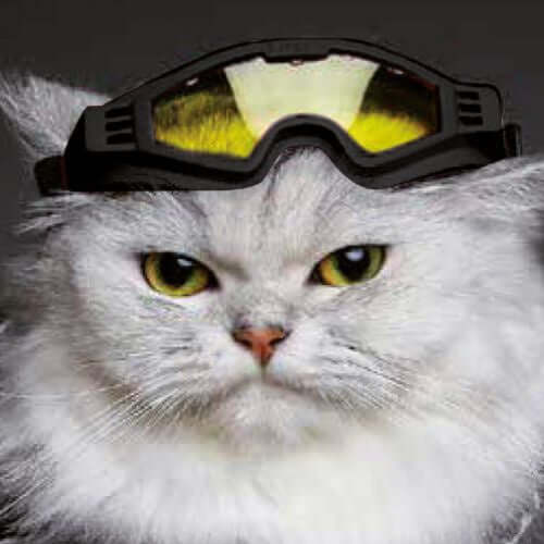 Croci Ski Glasseshorizon Black M - تزلج جلاسشوريزون بلاك م - اكسسوارات القطط - Zue For Pet Supplies Co.