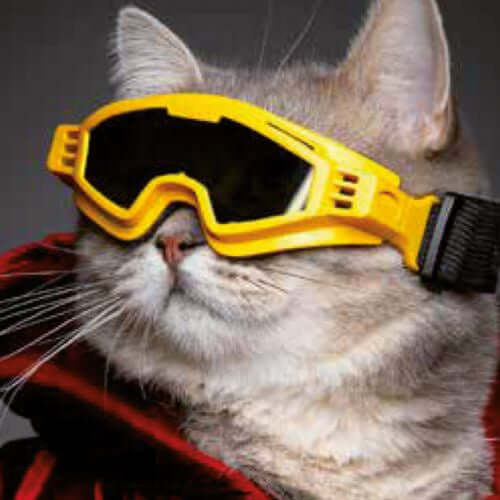 Croci Ski Glasseshorizon Yellow S - تزلج جلاسشوريزون أصفر S - اكسسوارات القطط - Zue For Pet Supplies Co.