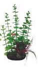 Hugo Boxed Plant Mix 5 15cm - ديكور حوض السمك - Zue For Pet Supplies Co.