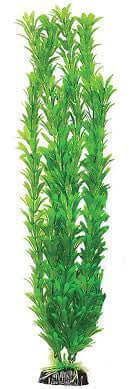 Hugo Egeria Green 50cm - ديكور حوض السمك - Zue For Pet Supplies Co.