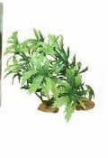 Hugo Foreground Plant 5 Tub 10cm - ديكور حوض السمك - Zue For Pet Supplies Co.