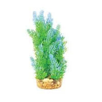 Hugo Mizu Egeria Mix Blue 20cm - ديكور حوض السمك - Zue For Pet Supplies Co.