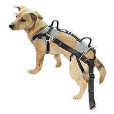 Kerbl Car Safety Harness Travel Protect S Gray - مجموعة رباط تحكم وصدرية للكلاب - Zue For Pet Supplies Co.